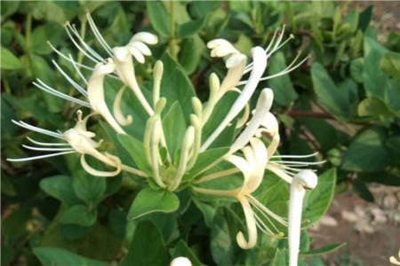 室内种植金银花冬季休眠吗?