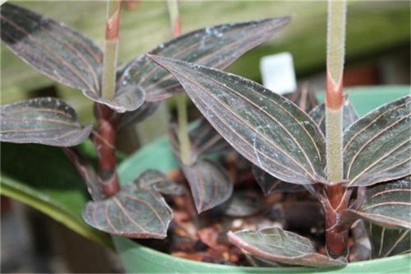 血叶兰怎么装盆(血叶兰怎么装盆视频)