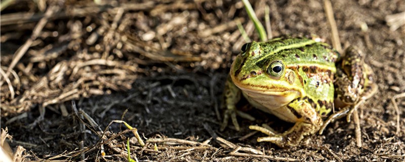 青蛙怎么养殖喂什么食物(青蛙养殖需要办理哪些证件)