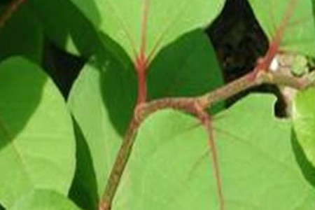 虎杖的功效和作用主治