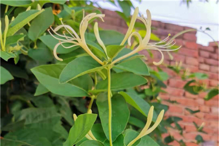盆栽金银花冬天能在室内养吗冬天怕冻吗(室内种植金银花冬季休眠吗?)