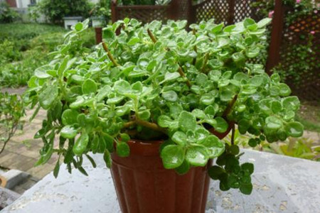 碰碰香的功效与作用 草药