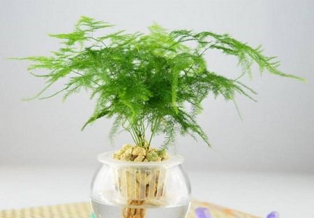 水培植物冬天怎么保温