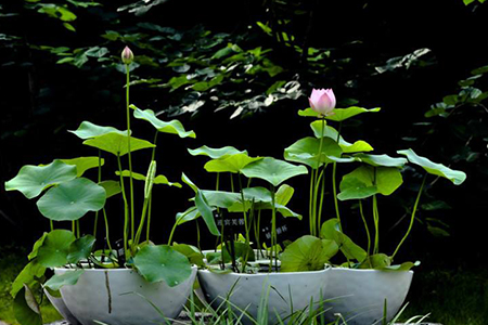 院子种荷花风水位置