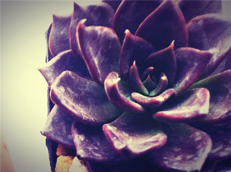 黑王子长什么样