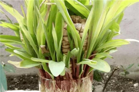 玉米棒子饱满施什么肥