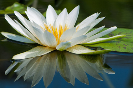 荷花的传说故事10字