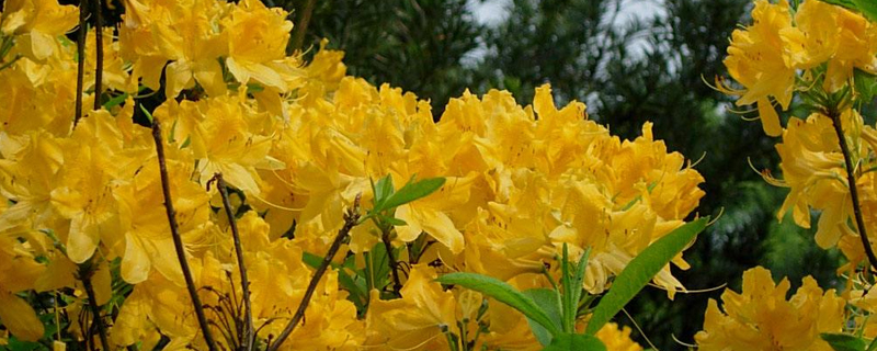 羊踯躅怎么养(羊踯躅功效与作用)