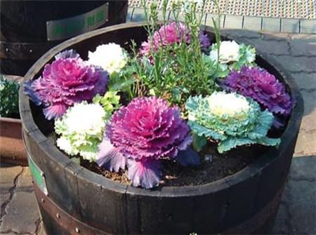 羽衣甘蓝可以扦插吗视频