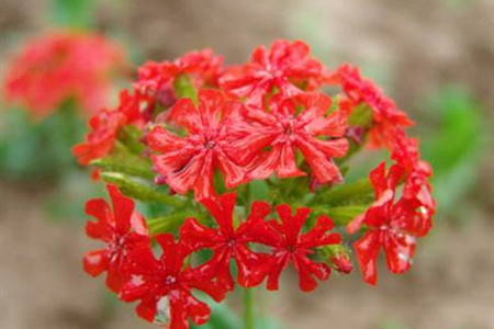 剪秋罗是什么样的植物