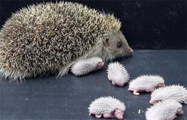 狐狸是草食动物肉食动物还是杂食动物