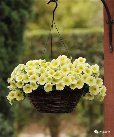 这种花随处可见竟然能养的比月季还美！(这种花随处可见竟然能养的比月季还美丽)