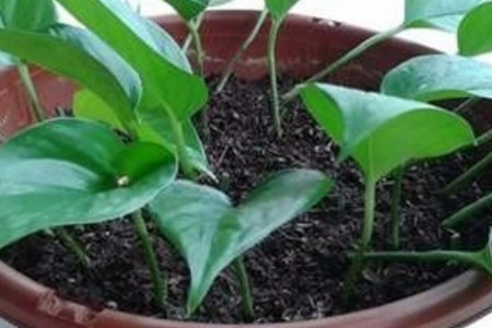 绿萝春天可以扦插吗(绿萝春天会怎么样)