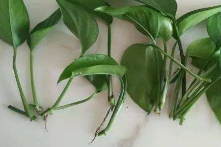 绿萝春天会怎么样