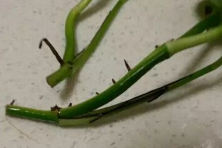 绿萝春天会怎么样