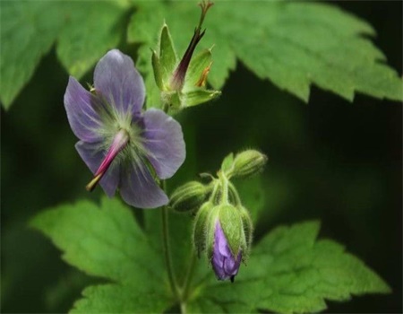 老鹳草的功效与作用及食用方法