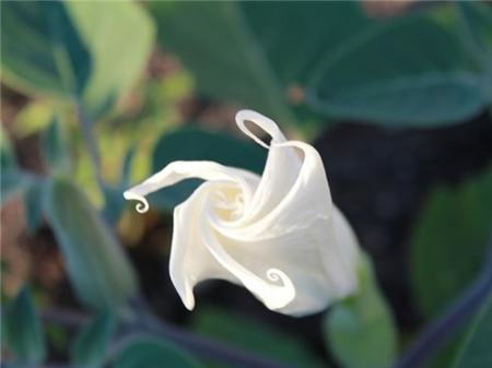 月光花的简单介绍