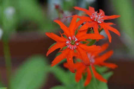 剪秋罗是什么样的植物