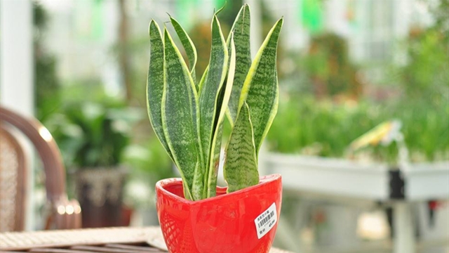 虎皮兰有毒吗(虎皮兰有毒吗能放卧室养吗)