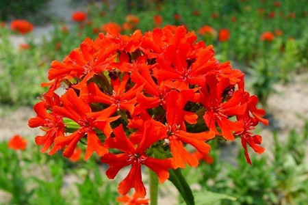 剪秋罗是什么样的植物