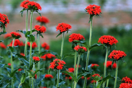 剪秋罗是什么样的植物