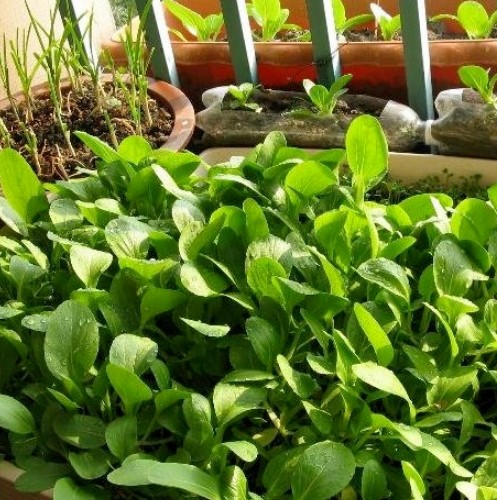 阳台种菜怎么长得快