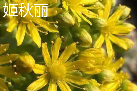 秋丽和姬秋丽的区别是什么