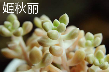 秋丽和姬秋丽的区别是什么