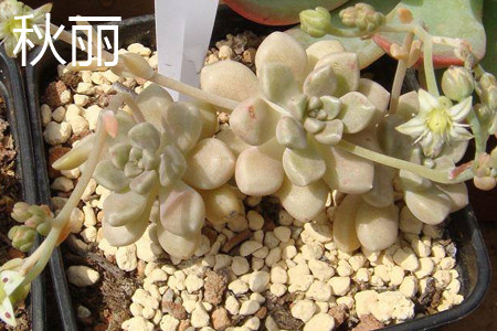 秋丽和姬秋丽的区别是什么