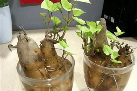 玉米棒子饱满施什么肥