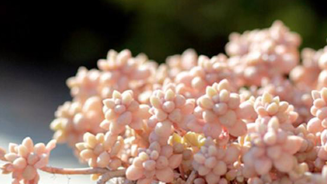 秋丽和姬秋丽的区别(秋丽和姬秋丽的区别是什么)