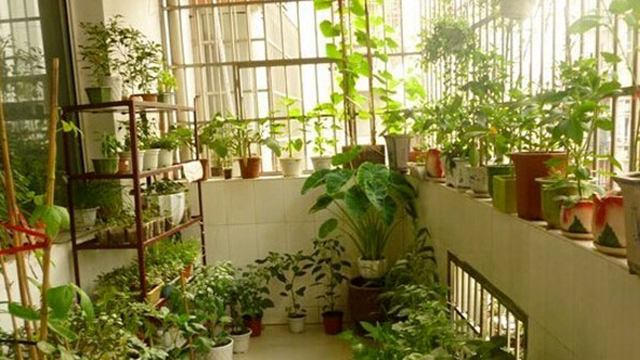 阳台种菜最怕越长越“瘦”用上这几个小方法小苗也能长满盆(阳台种菜怎么长得快)