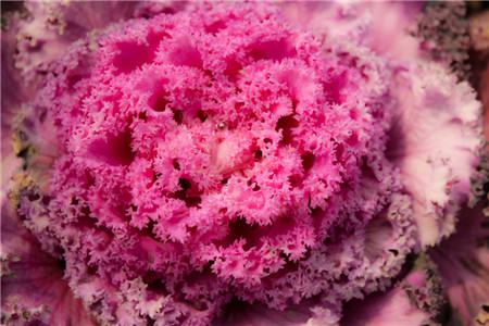 羽衣甘蓝可以扦插吗视频