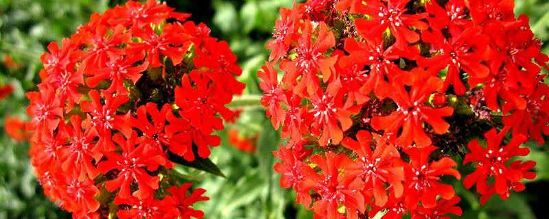 剪秋罗如何养(剪秋罗是什么样的植物)