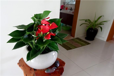 红掌在室内怎么养