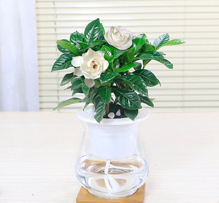 水培植物冬天怎么保温