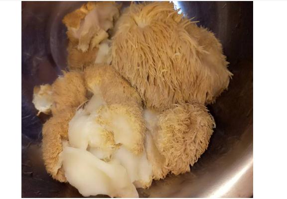 猴头菇变软了还能吃吗猴头菇泡久了会产生毒吗(猴头菇稍微泡一下就软了好吗)