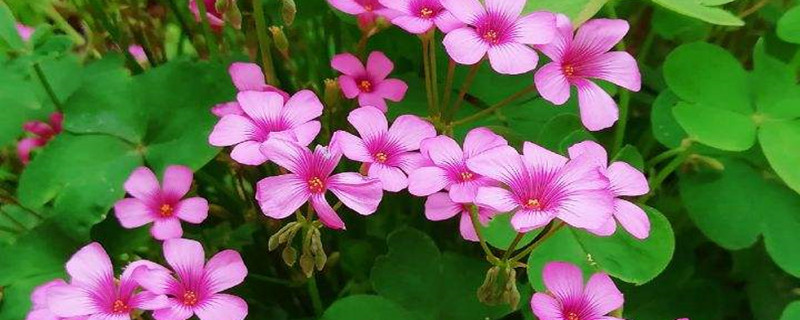 车轴草和酢浆草的区别(车轴草的功效与作用可以吃吗 车轴草和苜蓿草的区别)