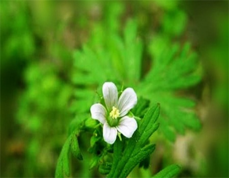 老鹳草的功效与作用及食用方法