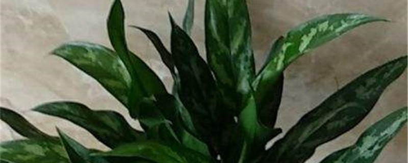 黑美人的养殖方法和注意事项(黑美人的养殖方法和注意事项有哪些)