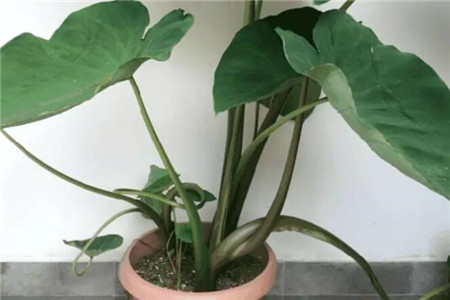 玉米棒子饱满施什么肥