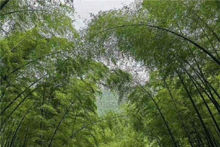 楠竹和毛竹有什么不同