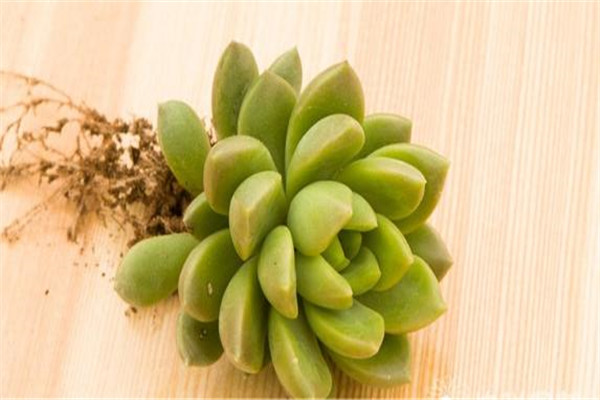 青丽怎么繁殖(青丽怎么爆盆)