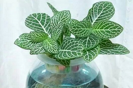 紫罗兰怎么水养才能开花