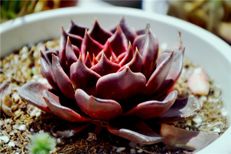 黑王子长什么样