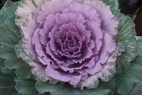 羽衣甘蓝可以扦插吗(羽衣甘蓝可以扦插吗视频)