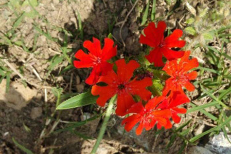 剪秋罗是什么样的植物