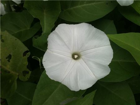 月光花的简单介绍