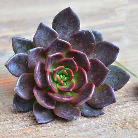 黑王子长什么样