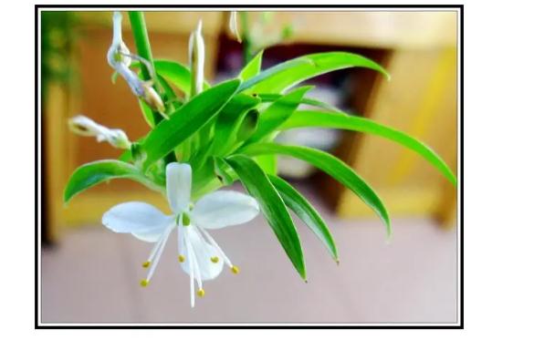 秋天适合养殖的花卉有哪些冬季花卉应如何防冻(秋冬季养花什么比较好)